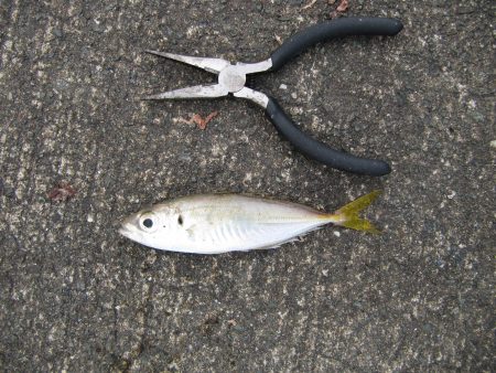 昨日のリベンジ釣行決行の巻